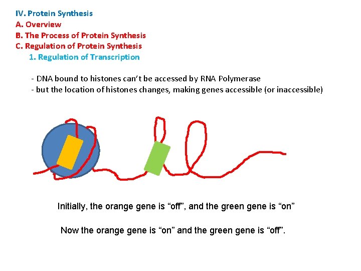 IV. Protein Synthesis A. Overview B. The Process of Protein Synthesis C. Regulation of