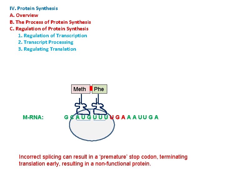 IV. Protein Synthesis A. Overview B. The Process of Protein Synthesis C. Regulation of