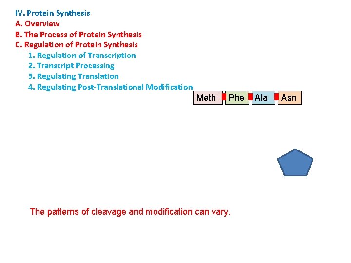 IV. Protein Synthesis A. Overview B. The Process of Protein Synthesis C. Regulation of