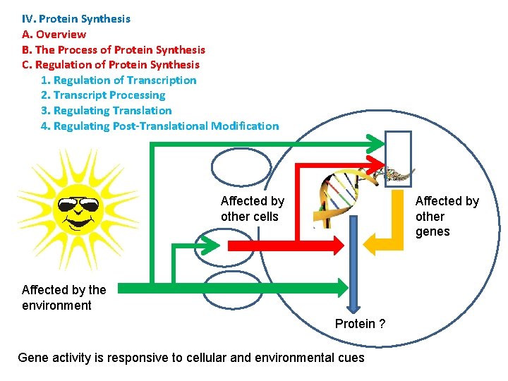 IV. Protein Synthesis A. Overview B. The Process of Protein Synthesis C. Regulation of