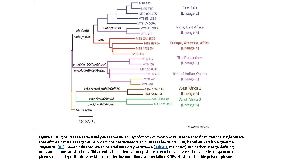 Figure 4. Drug resistance-associated genes containing Mycobacterium tuberculosis lineage-specific mutations. Phylogenetic tree of the