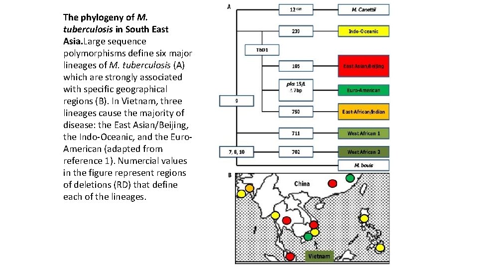 The phylogeny of M. tuberculosis in South East Asia. Large sequence polymorphisms define six