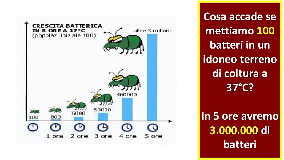 Cosa accade se mettiamo 100 batteri in un idoneo terreno di coltura a 37°C?