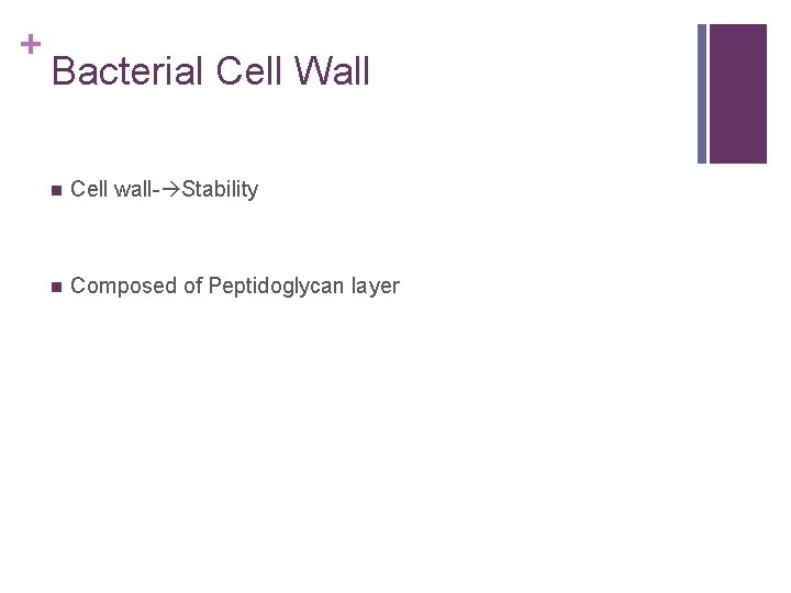 + Bacterial Cell Wall n Cell wall- Stability n Composed of Peptidoglycan layer 