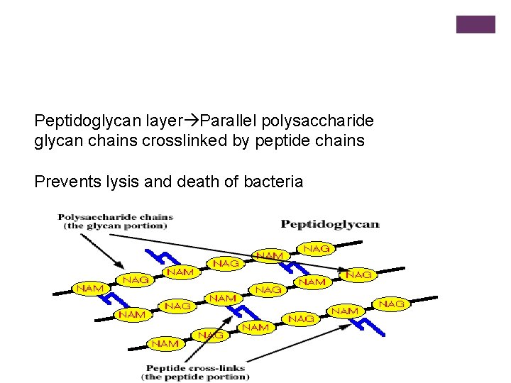 Peptidoglycan layer Parallel polysaccharide glycan chains crosslinked by peptide chains Prevents lysis and death