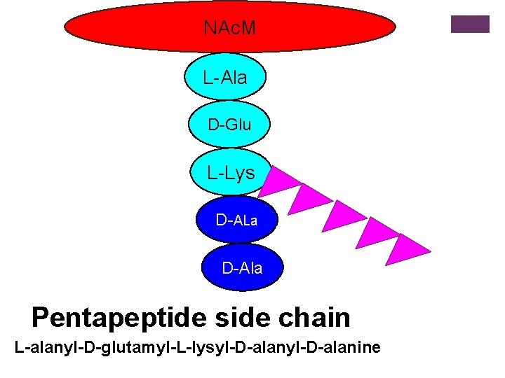 NAc. M L-Ala D-Glu L-Lys + D-ALa D-Ala Pentapeptide side chain L-alanyl-D-glutamyl-L-lysyl-D-alanine 