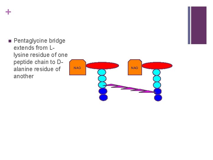 + n Pentaglycine bridge extends from Llysine residue of one peptide chain to Dalanine