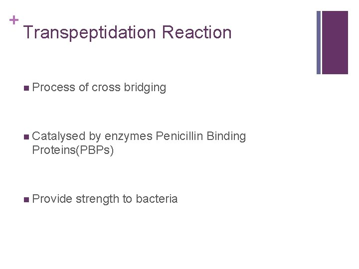 + Transpeptidation Reaction n Process of cross bridging n Catalysed by enzymes Penicillin Binding