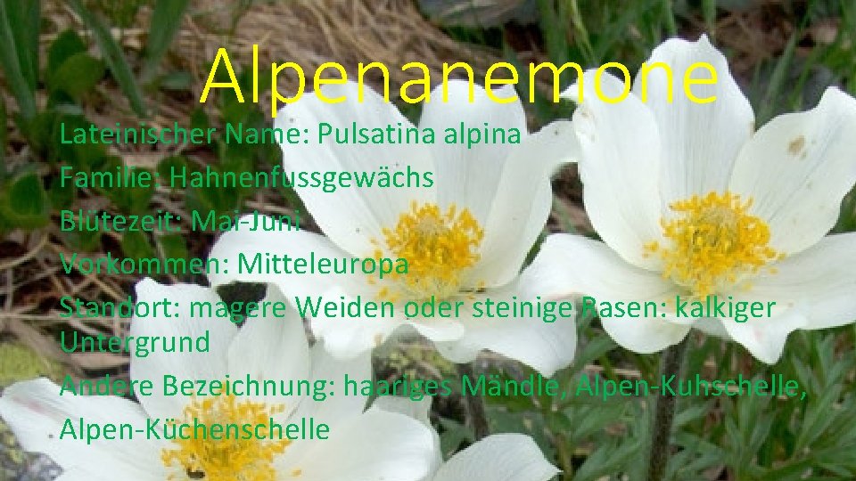 Alpenanemone Lateinischer Name: Pulsatina alpina Familie: Hahnenfussgewächs Blütezeit: Mai-Juni Vorkommen: Mitteleuropa Standort: magere Weiden