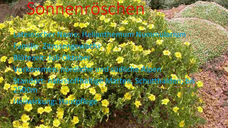 Sonnenröschen Lateinischer Name: Helianthemum Nummularium Familie: Zitrosengewächs Blütezeit: Juli-Oktober Vorkommen: nördliche und südliche Alpen