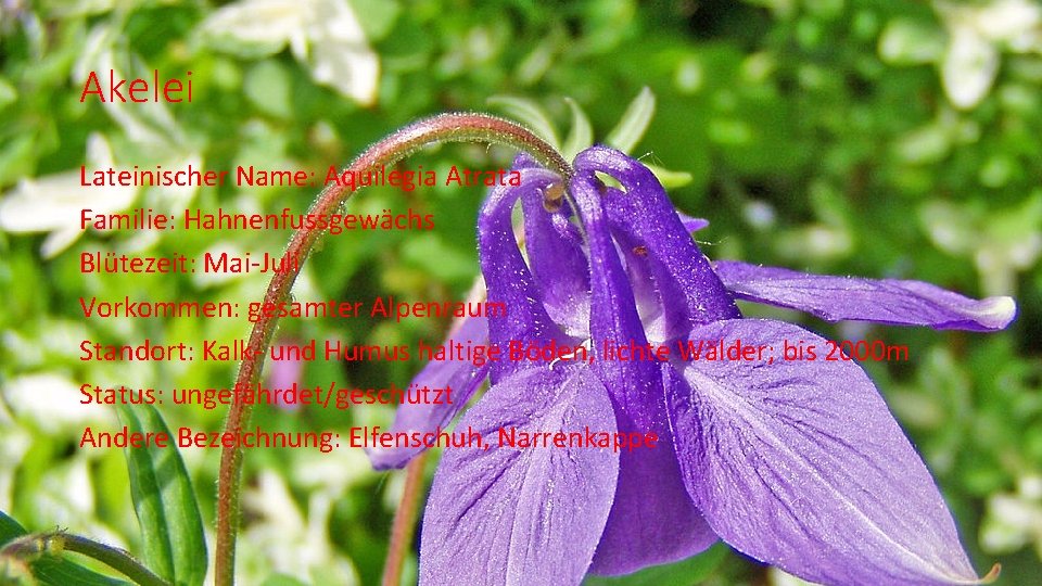 Akelei Lateinischer Name: Aquilegia Atrata Familie: Hahnenfussgewächs Blütezeit: Mai-Juli Vorkommen: gesamter Alpenraum Standort: Kalk-