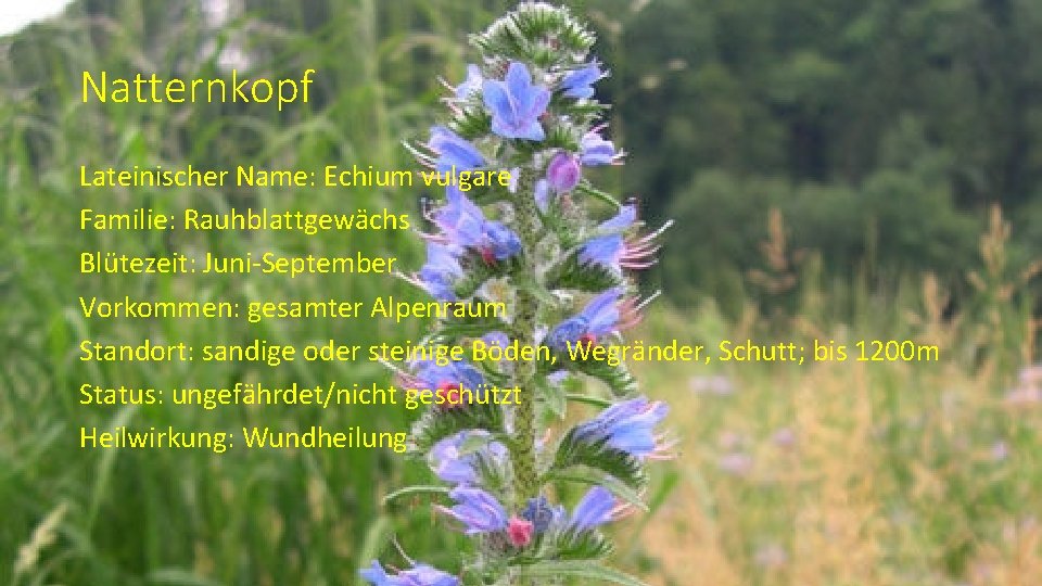 Natternkopf Lateinischer Name: Echium vulgare Familie: Rauhblattgewächs Blütezeit: Juni-September Vorkommen: gesamter Alpenraum Standort: sandige