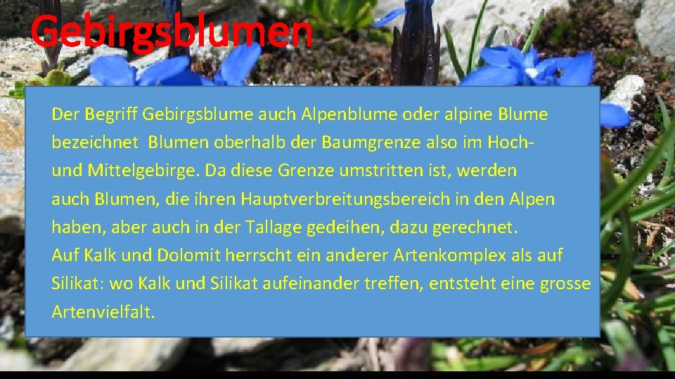Gebirgsblumen Der Begriff Gebirgsblume auch Alpenblume oder alpine Blume bezeichnet Blumen oberhalb der Baumgrenze