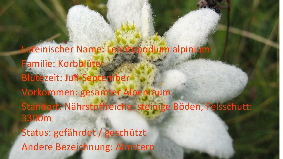 Lateinischer Name: Leontopodium alpinium Familie: Korbblüter Blütezeit: Juli-September Vorkommen: gesamter Alpenraum Standort: Nährstoffreiche, steinige