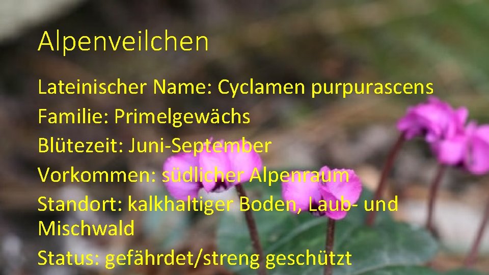 Alpenveilchen Lateinischer Name: Cyclamen purpurascens Familie: Primelgewächs Blütezeit: Juni-September Vorkommen: südlicher Alpenraum Standort: kalkhaltiger