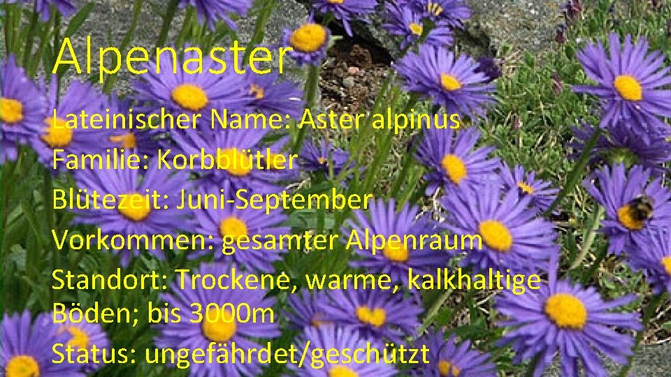 Alpenaster Lateinischer Name: Aster alpinus Familie: Korbblütler Blütezeit: Juni-September Vorkommen: gesamter Alpenraum Standort: Trockene,