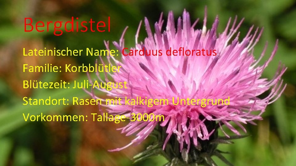 Bergdistel Lateinischer Name: Carduus defloratus Familie: Korbblütler Blütezeit: Juli-August Standort: Rasen mit kalkigem Untergrund