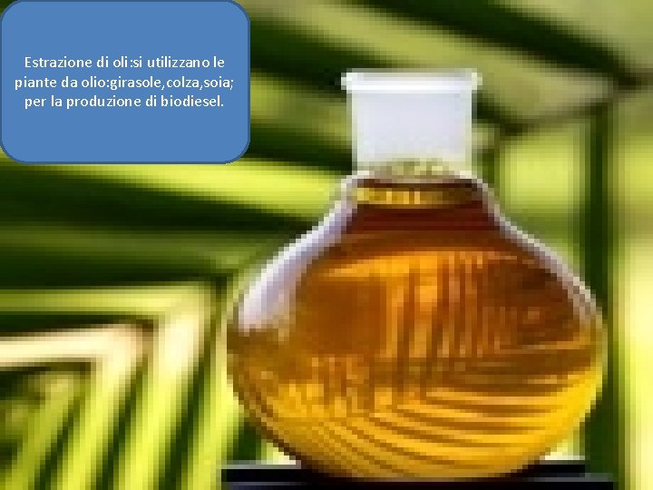 Estrazione di oli: si utilizzano le piante da olio: girasole, colza, soia; per la