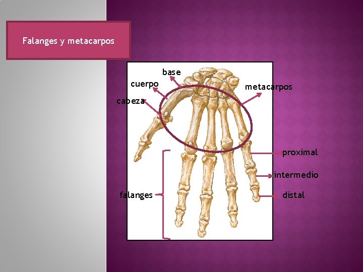 Falanges y metacarpos base cuerpo metacarpos cabeza proximal intermedio falanges distal 
