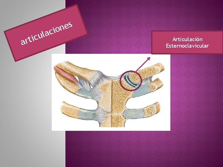 a l u c arti s e n cio Articulación Esternoclavicular 