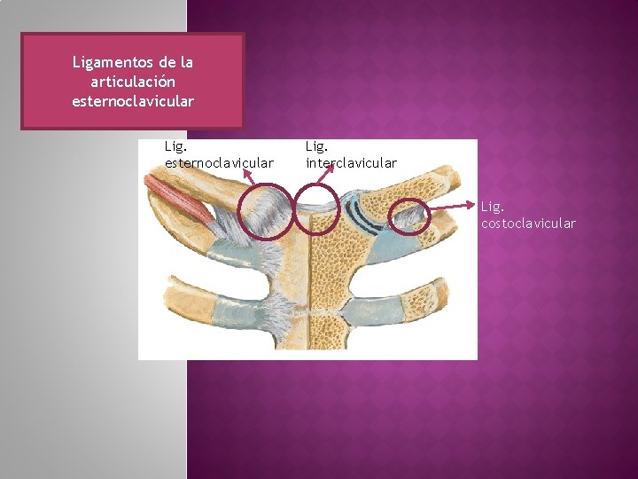 Ligamentos de la articulación esternoclavicular Lig. interclavicular Lig. costoclavicular 