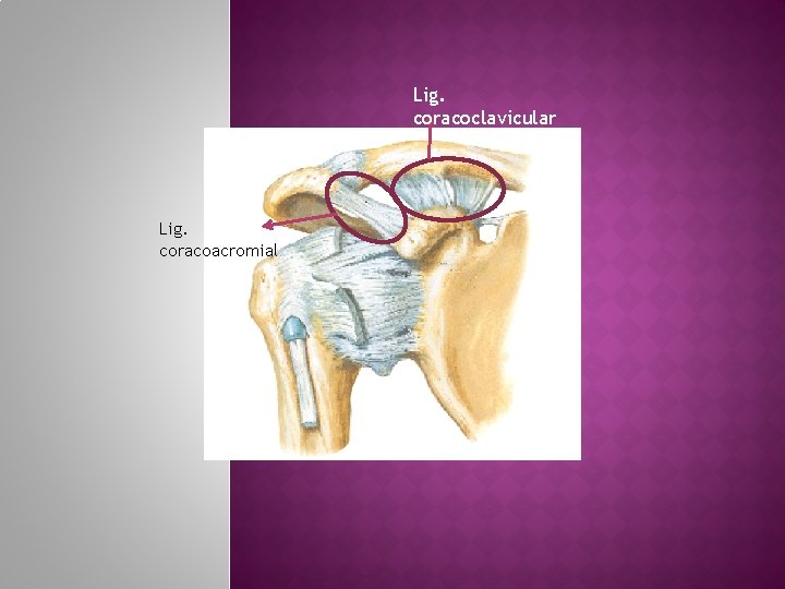 Lig. coracoclavicular Lig. coracoacromial 
