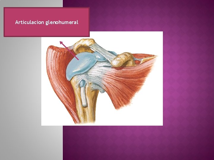 Articulacion glenohumeral 