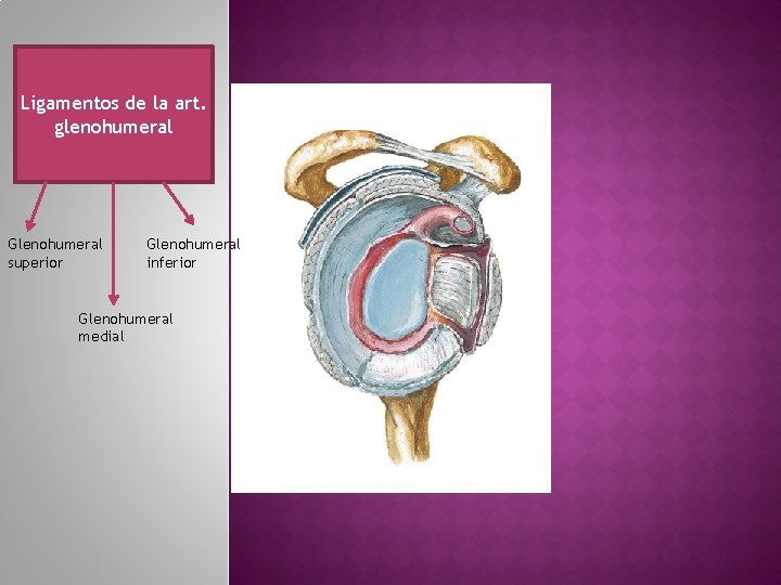 Ligamentos de la art. glenohumeral Glenohumeral superior Glenohumeral inferior Glenohumeral medial 