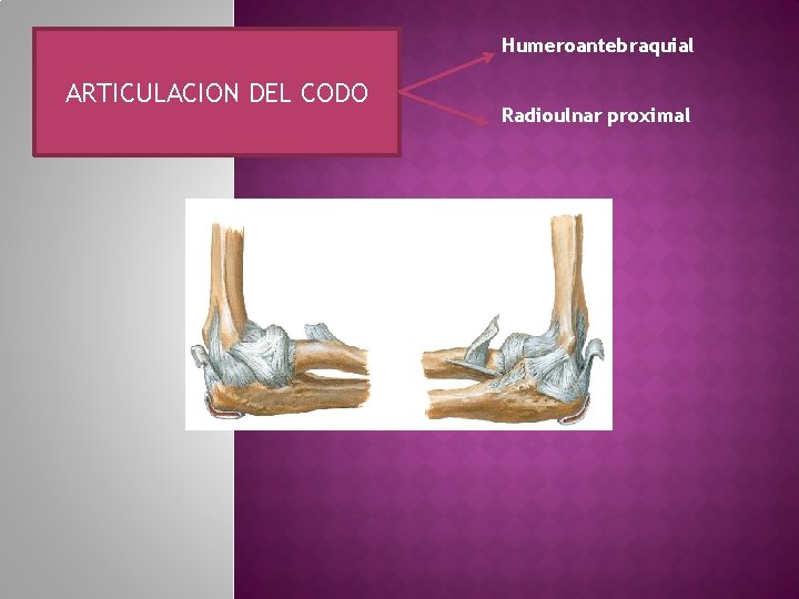 Humeroantebraquial ARTICULACION DEL CODO Radioulnar proximal 