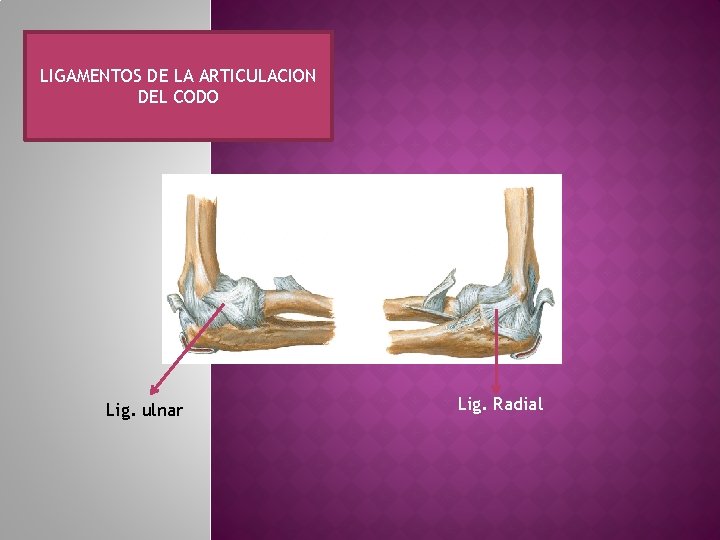 LIGAMENTOS DE LA ARTICULACION DEL CODO Lig. ulnar Lig. Radial 