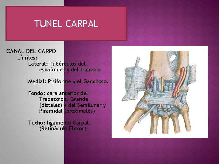 TUNEL CARPAL CANAL DEL CARPO Límites: Lateral: Tubérculos del escafoides y del trapecio Medial: