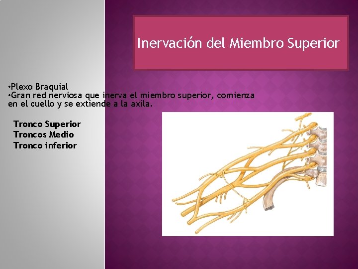 Inervación del Miembro Superior • Plexo Braquial • Gran red nerviosa que inerva el