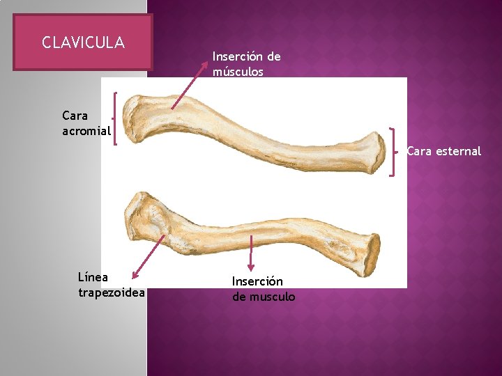 CLAVICULA Inserción de músculos Cara acromial Cara esternal Línea trapezoidea Inserción de musculo 