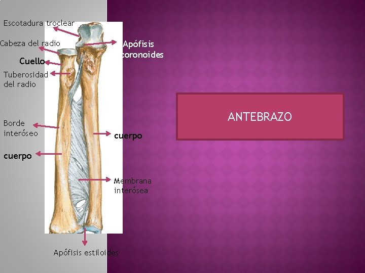 Escotadura troclear Cabeza del radio Apófisis coronoides Cuello Tuberosidad del radio Borde interóseo ANTEBRAZO