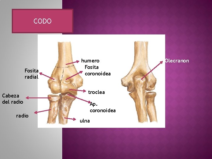 CODO Fosita radial Cabeza del radio humero Fosita coronoidea troclea Ap. coronoidea ulna Olecranon