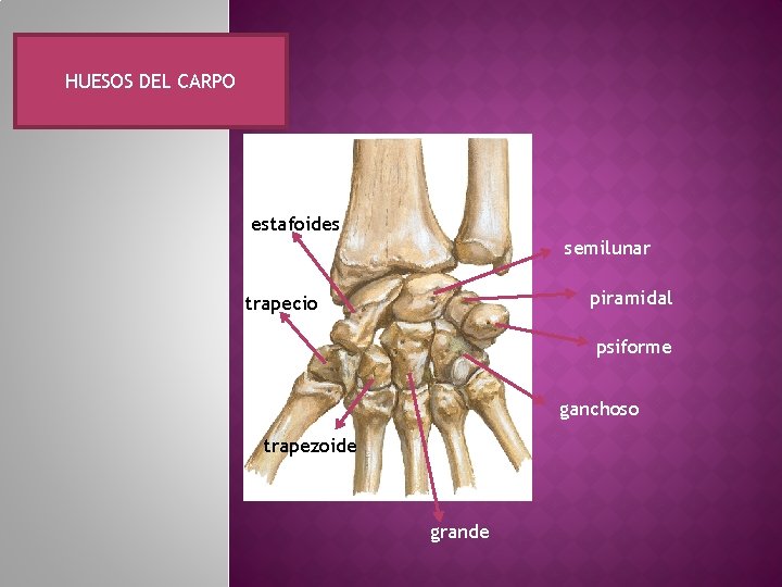 HUESOS DEL CARPO estafoides semilunar piramidal trapecio psiforme ganchoso trapezoide grande 