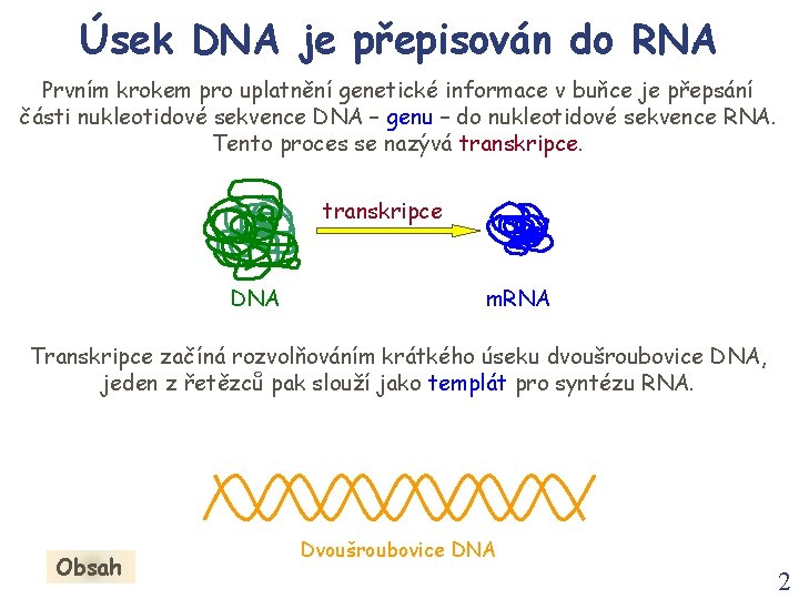 Úsek DNA je přepisován do RNA Prvním krokem pro uplatnění genetické informace v buňce