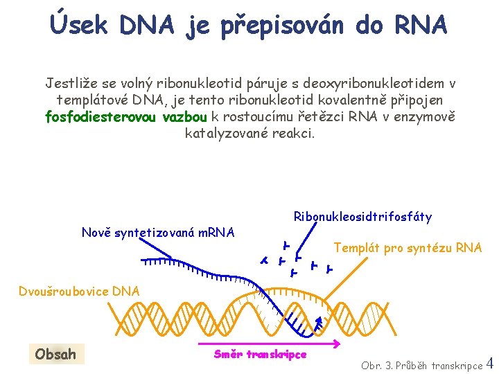 Úsek DNA je přepisován do RNA Jestliže se volný ribonukleotid páruje s deoxyribonukleotidem v