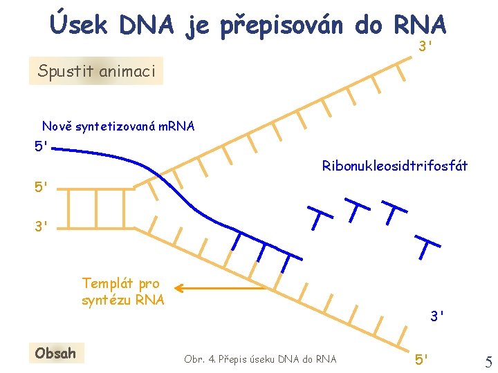 Úsek DNA je přepisován do RNA 3' Spustit animaci Nově syntetizovaná m. RNA 5'