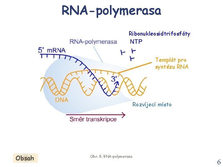 RNA-polymerasa Ribonukleosidtrifosfáty Templát pro syntézu RNA Rozvíjecí místo Obsah Obr. 8. RNA-polymerasa 6 