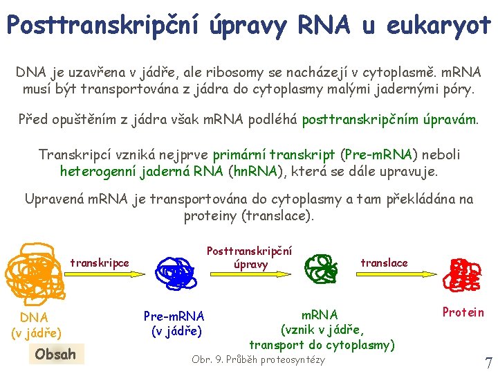 Posttranskripční úpravy RNA u eukaryot DNA je uzavřena v jádře, ale ribosomy se nacházejí