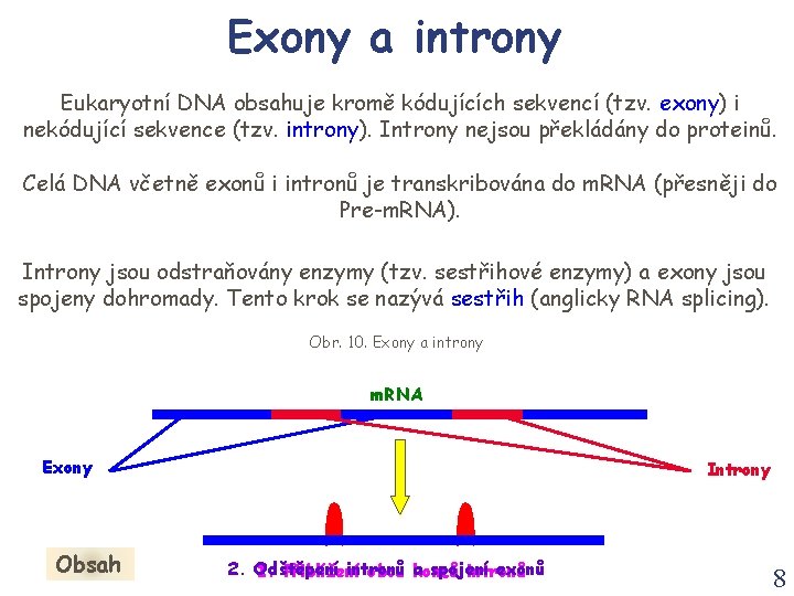 Exony a introny Eukaryotní DNA obsahuje kromě kódujících sekvencí (tzv. exony) i nekódující sekvence