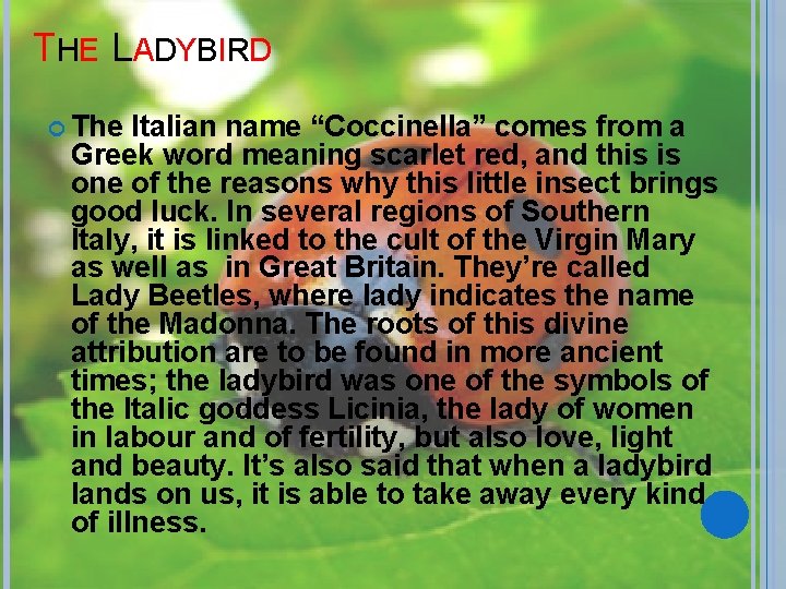 THE LADYBIRD The Italian name “Coccinella” comes from a Greek word meaning scarlet red,