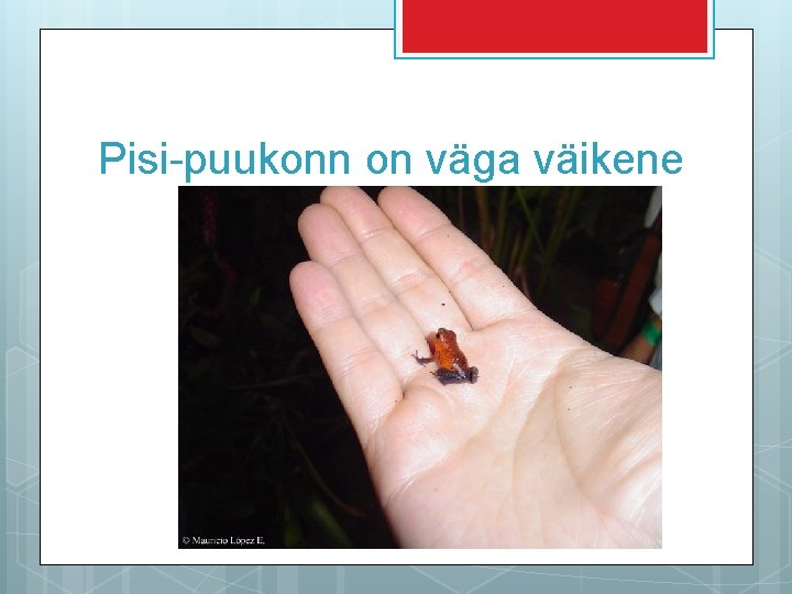 Pisi-puukonn on väga väikene 