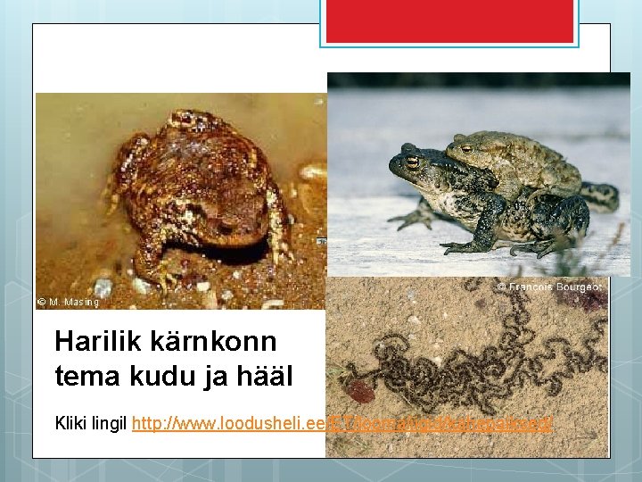 Harilik kärnkonn tema kudu ja hääl Kliki lingil http: //www. loodusheli. ee/ET/loomaliigid/kahepaiksed/ 