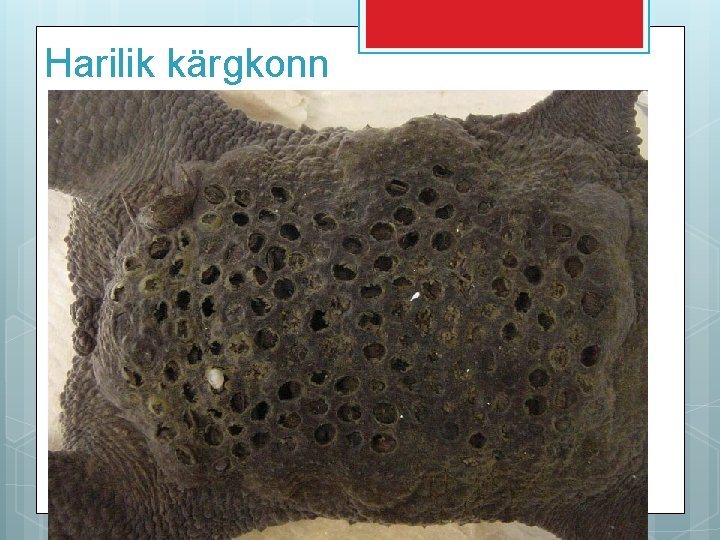 Harilik kärgkonn 