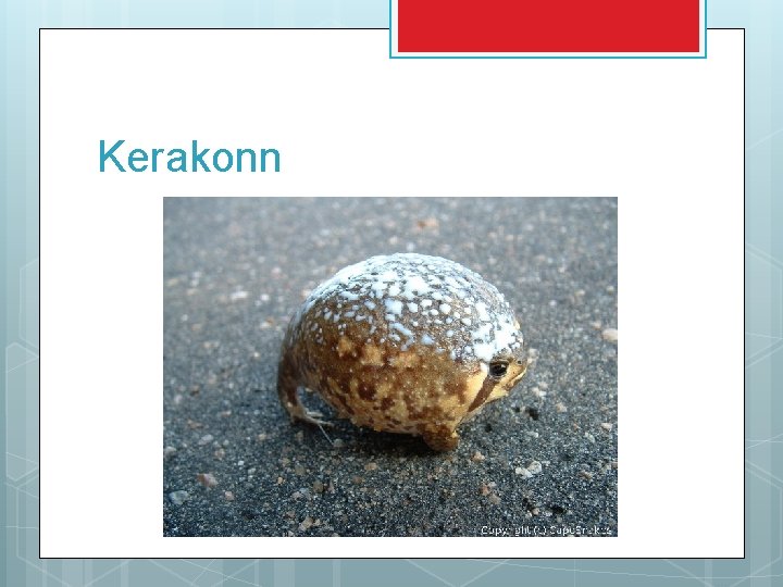 Kerakonn 