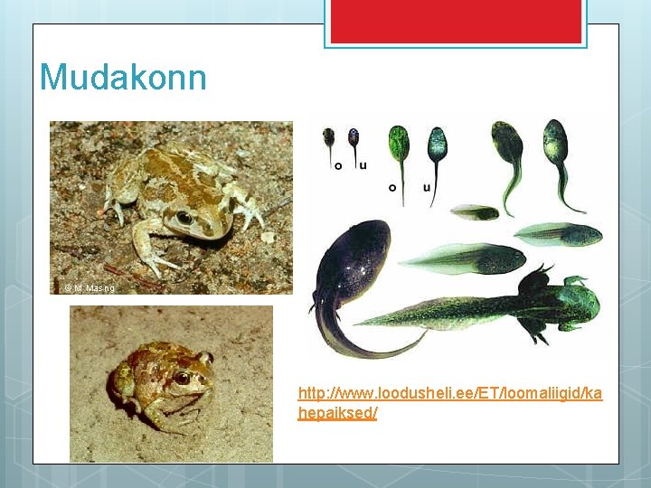 Mudakonn http: //www. loodusheli. ee/ET/loomaliigid/ka hepaiksed/ 