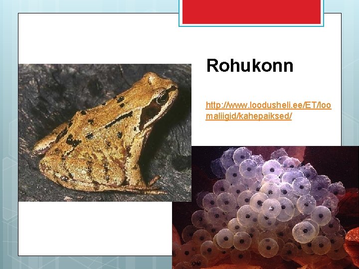 Rohukonn http: //www. loodusheli. ee/ET/loo maliigid/kahepaiksed/ 