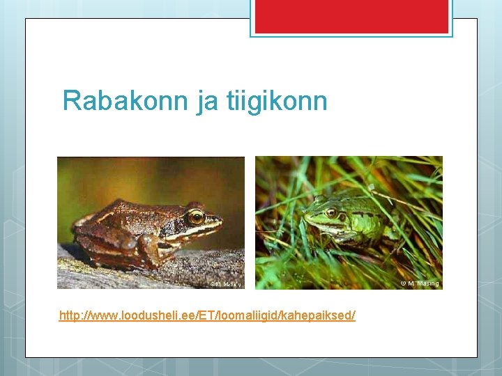 Rabakonn ja tiigikonn http: //www. loodusheli. ee/ET/loomaliigid/kahepaiksed/ 